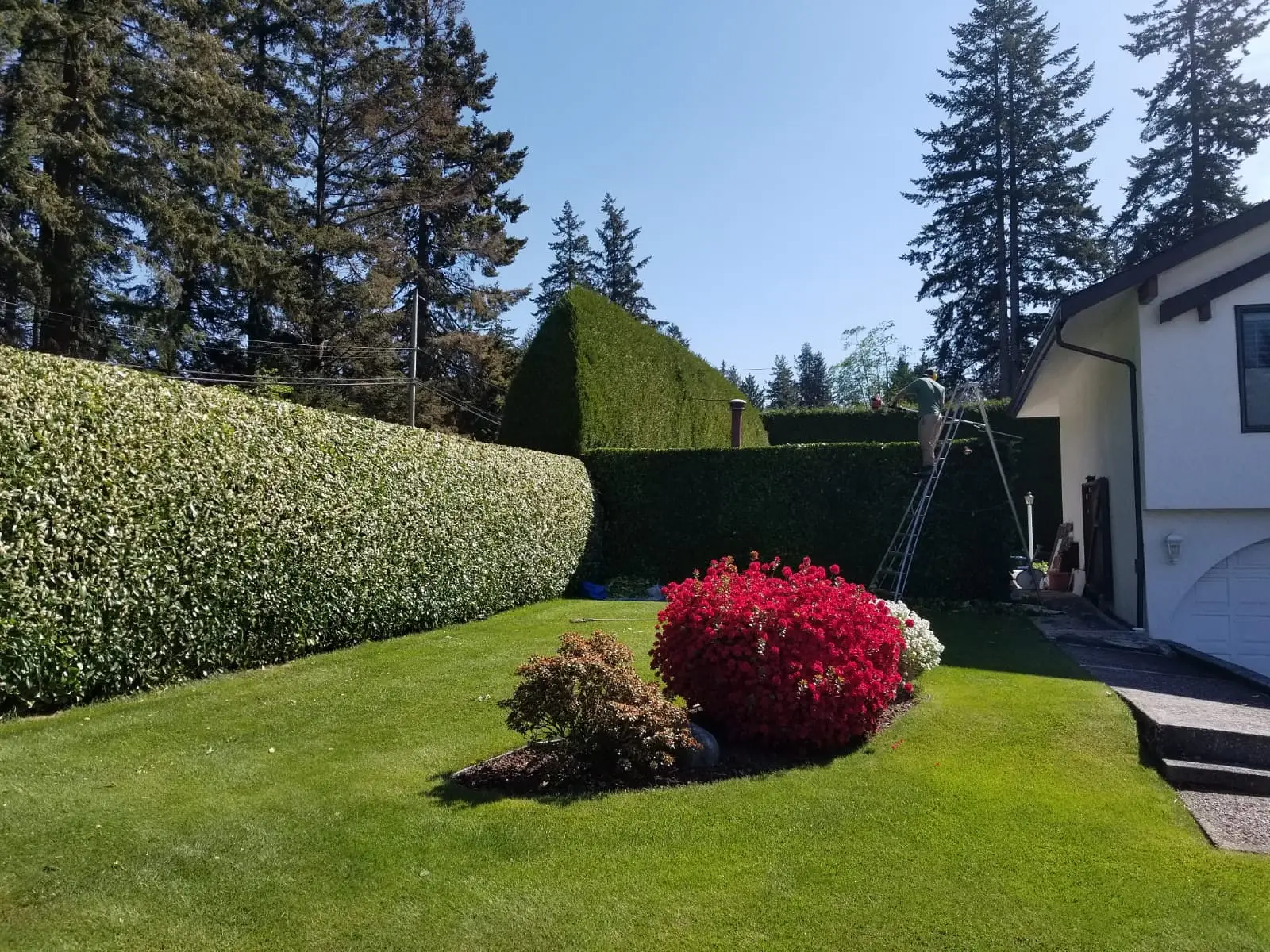 Delta tree service