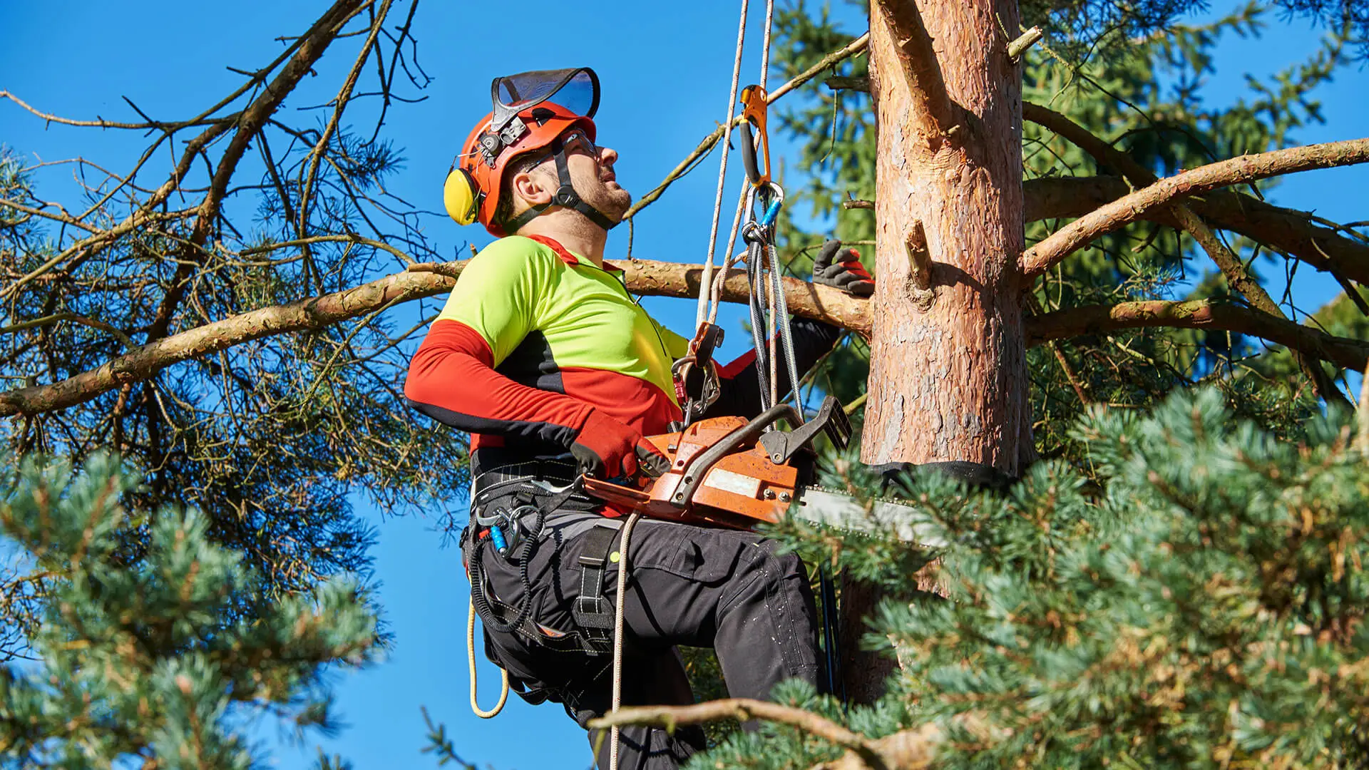 expert Tree services