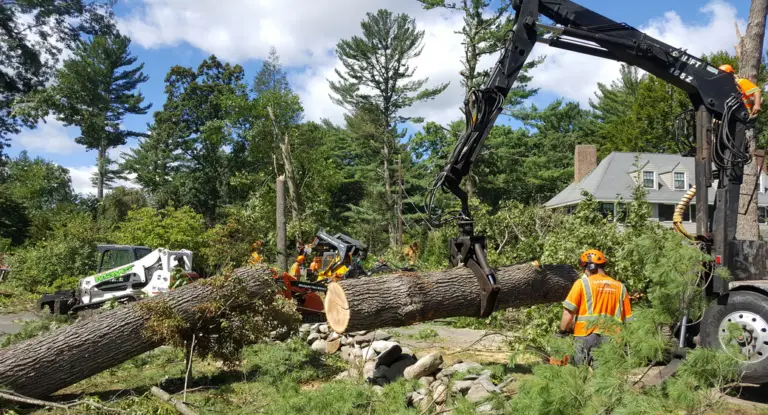 Professional tree cutting services for safe, efficient tree removal and property maintenance.