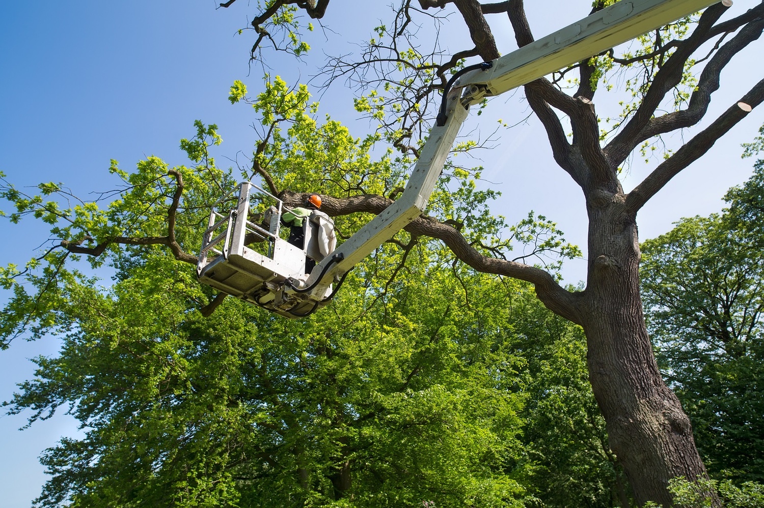 Tsawwassen tree service