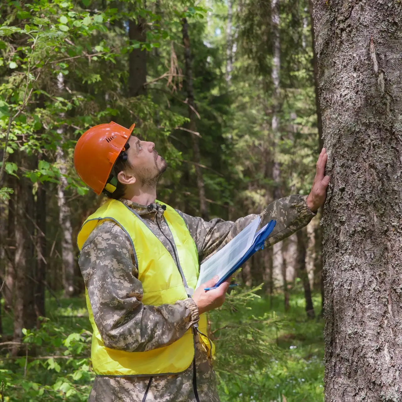 arborist report