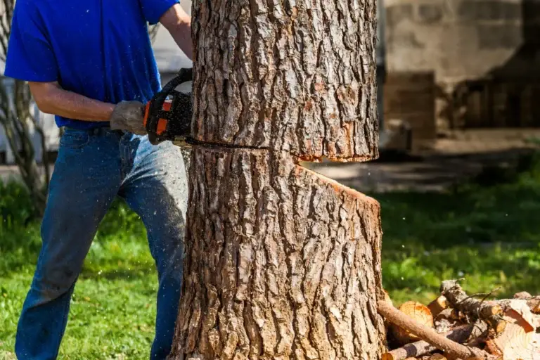 tree removal