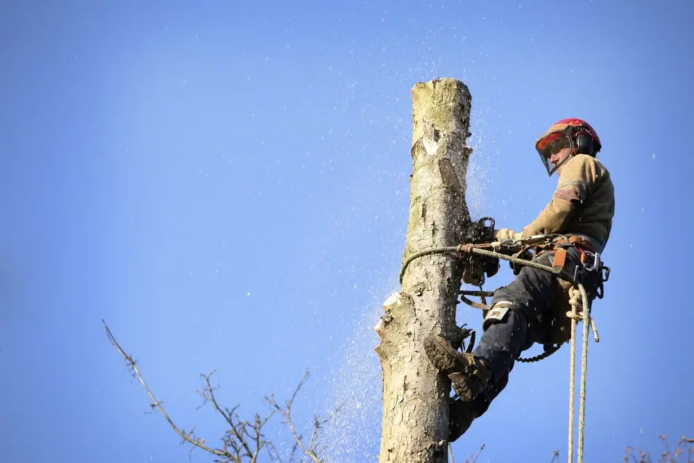 Langley tree service