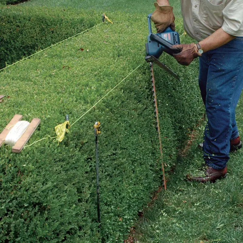 expert hedge trimming services