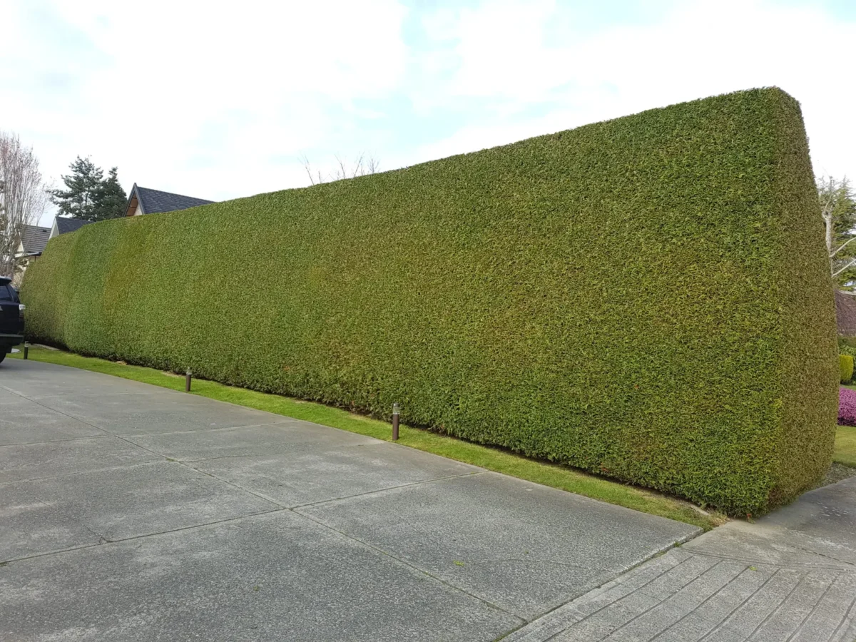 hedge trimming