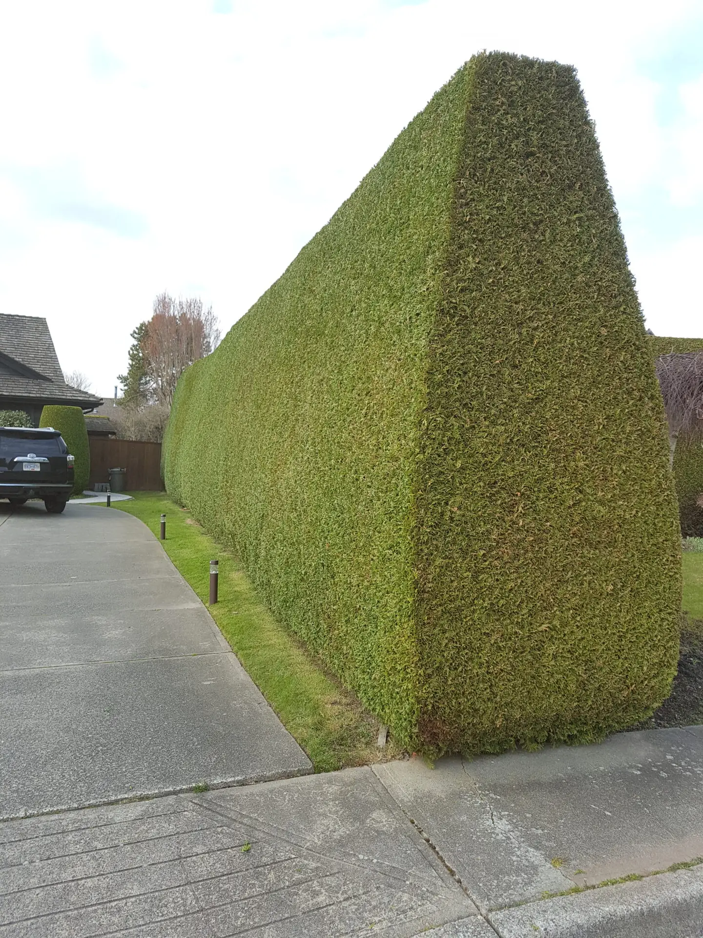 hedge trimming in Richmond