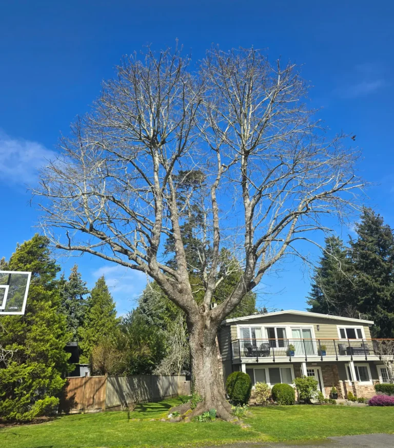 Vancouver tree service , lower mainland