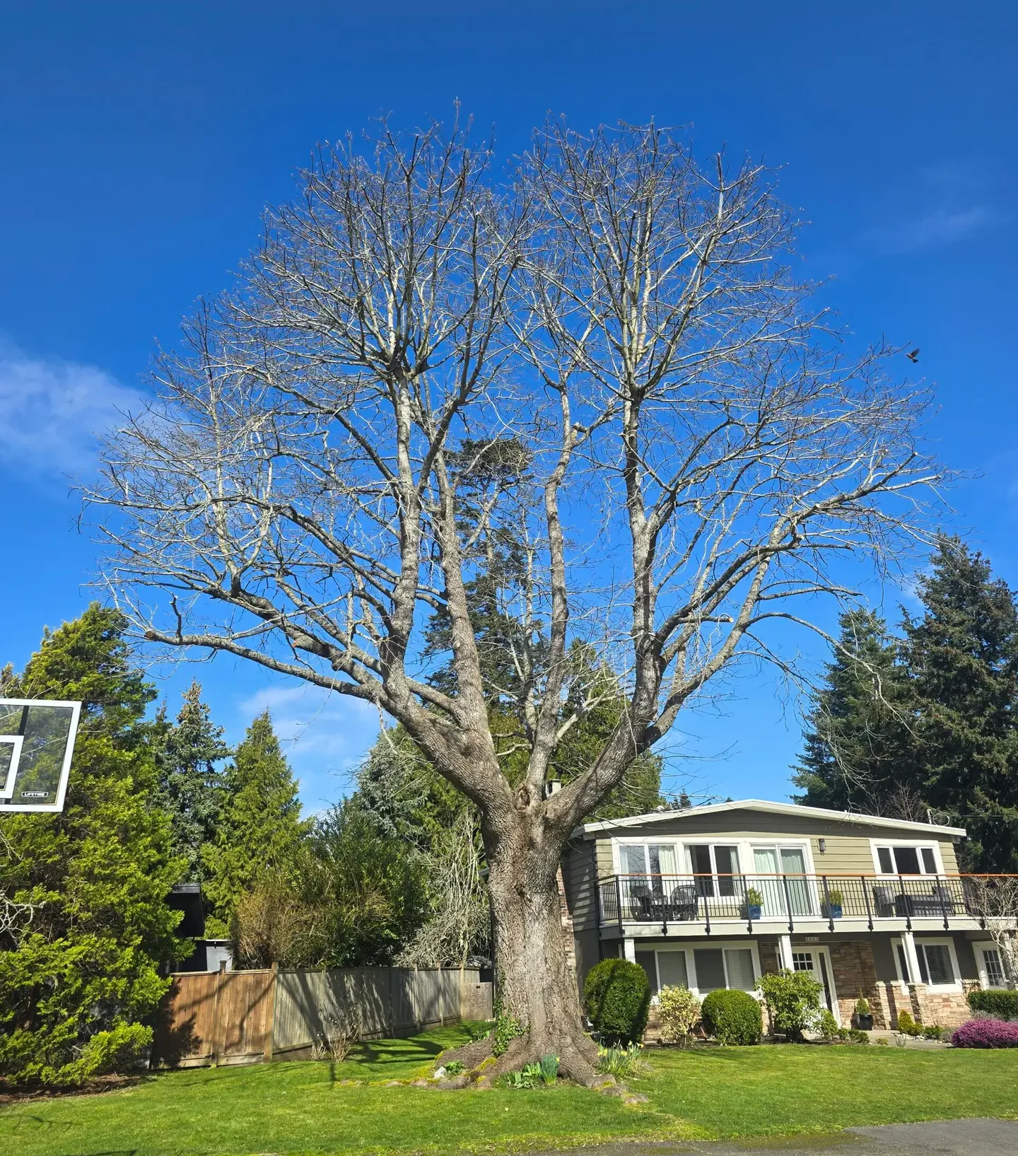 Vancouver tree service , lower mainland
