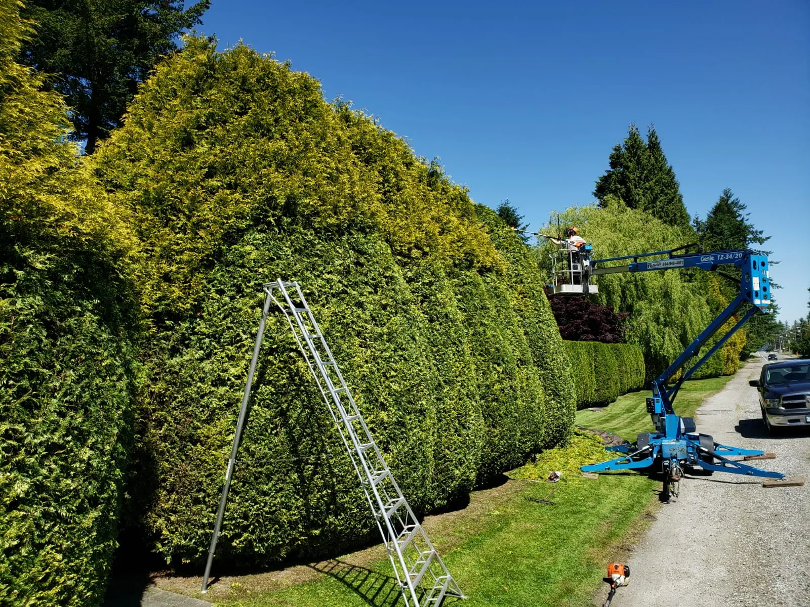 Pinecrest - Hedge care & tree services , lower mainland