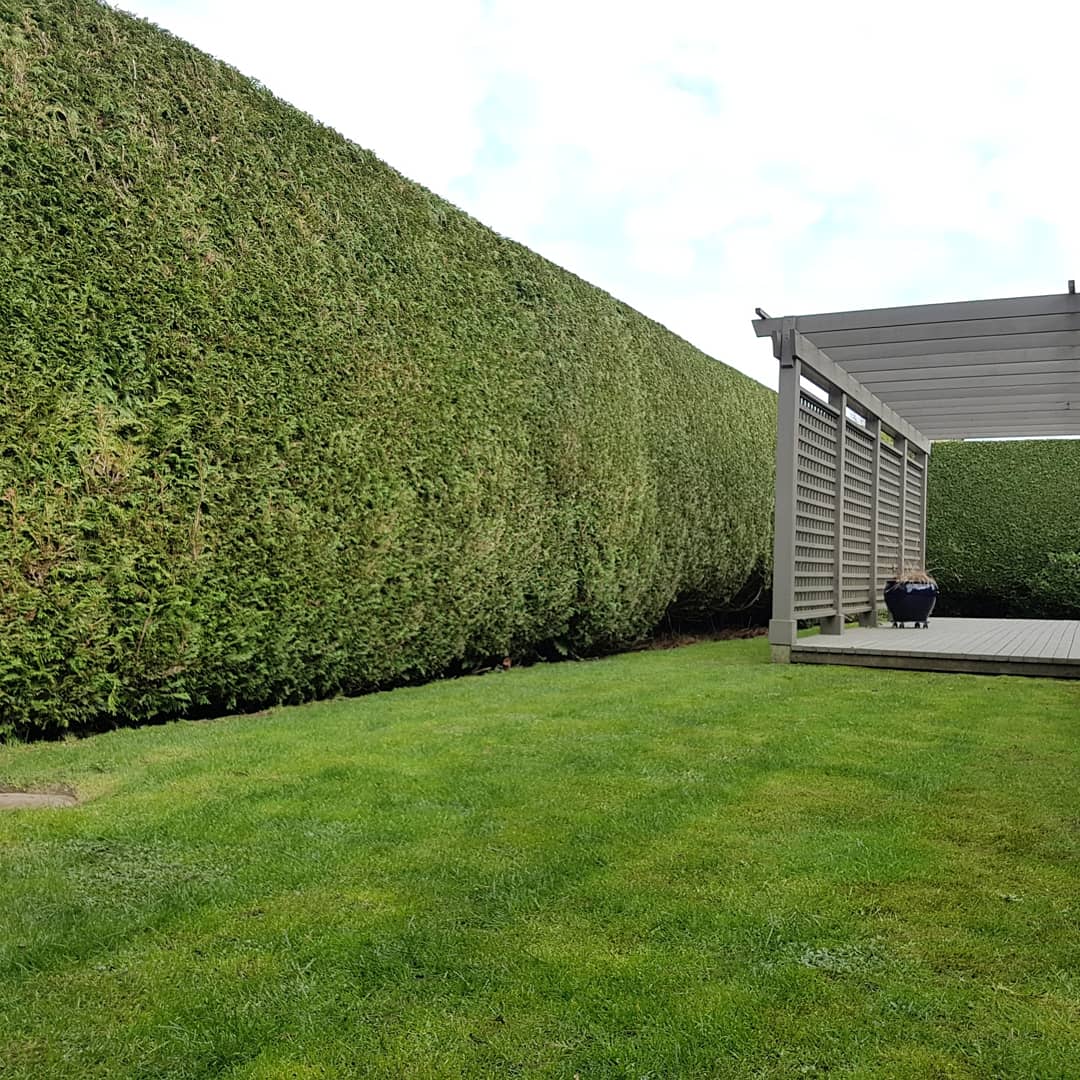 hedge trimming in richmond