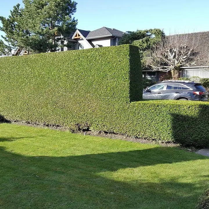 hedge care, hedge trimming in delta