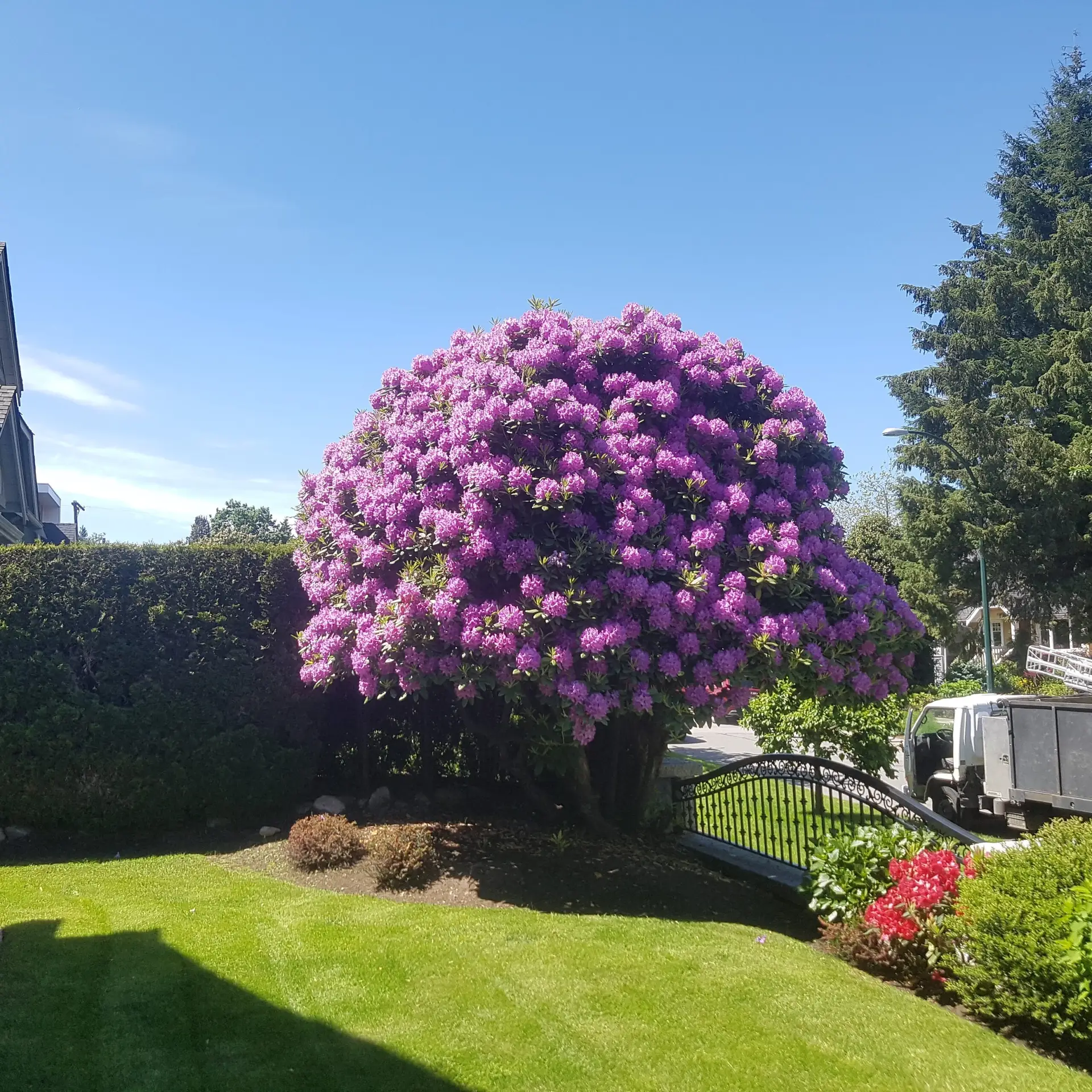 pruning in vancouver