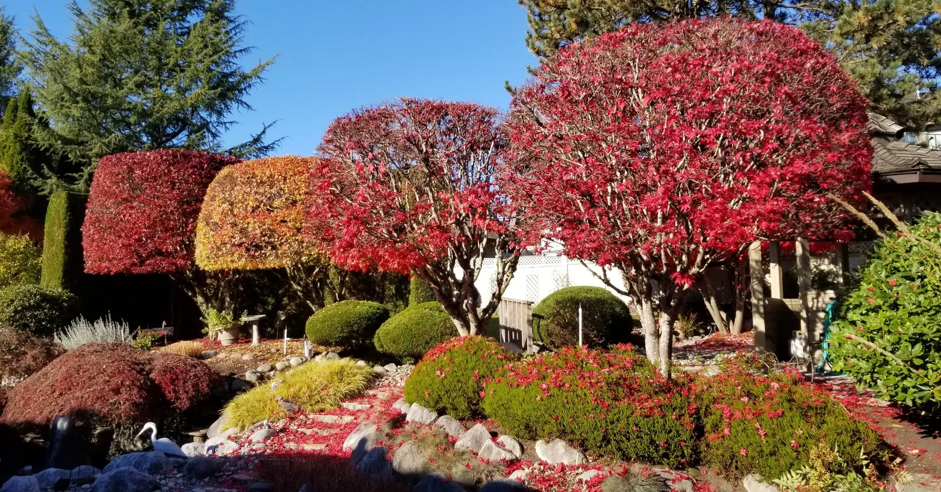 Pinecrest Tree & Hedge Care