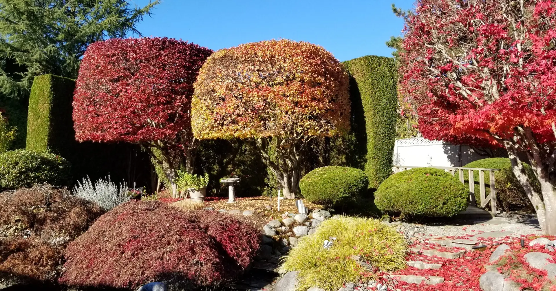 tree pruning