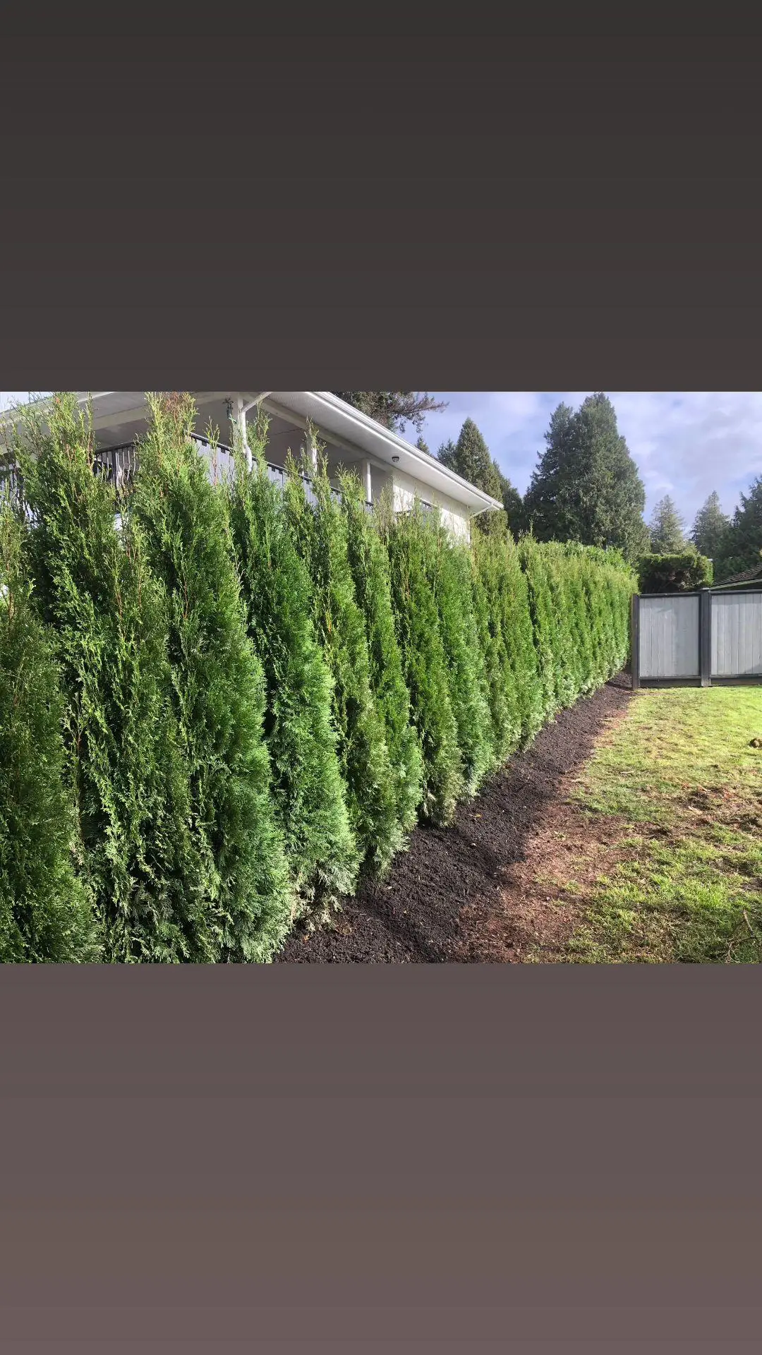 hedge planting