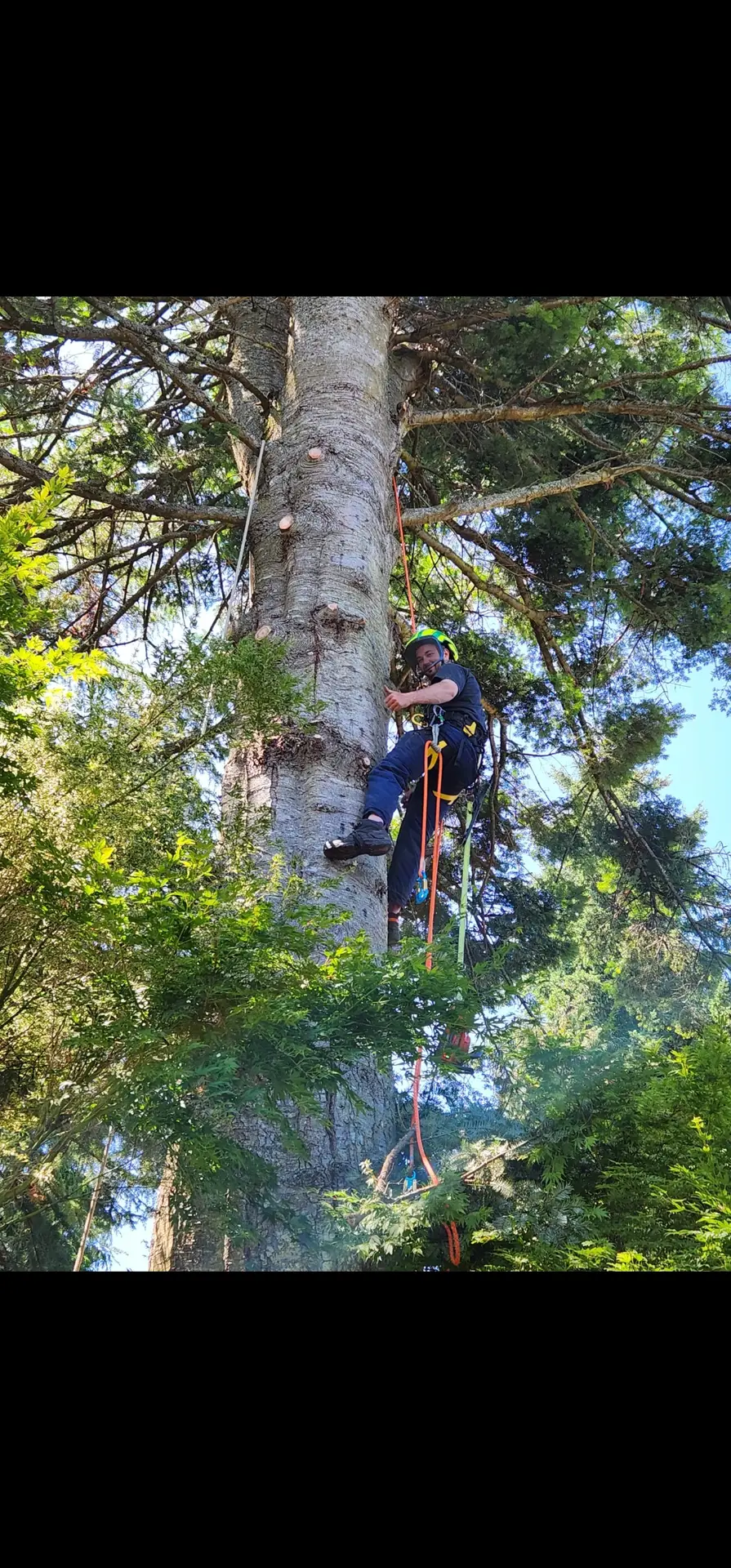 tree care & tree pruning