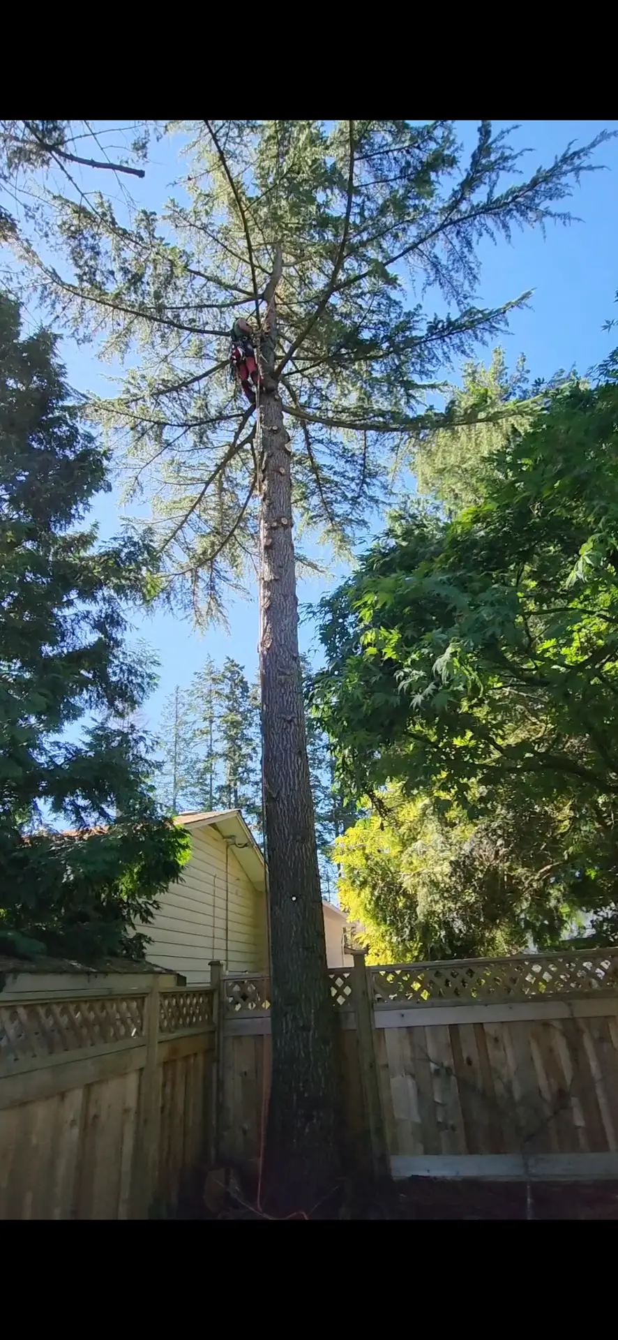 Tree Removal in Tsawwassen