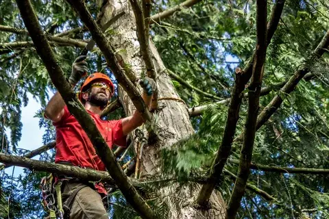 Certified arborist performing hedge trimming and professional tree pruning to maintain healthy, well-manicured outdoor greenery.