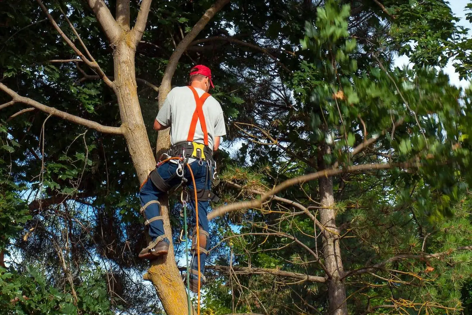 tree care