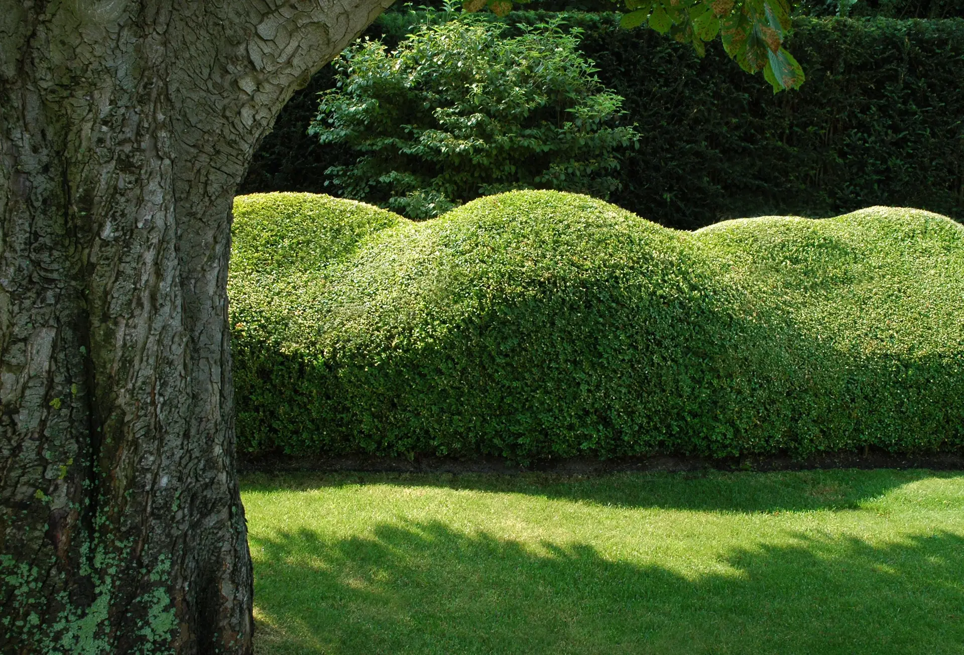 hedge trimming in coquitlam