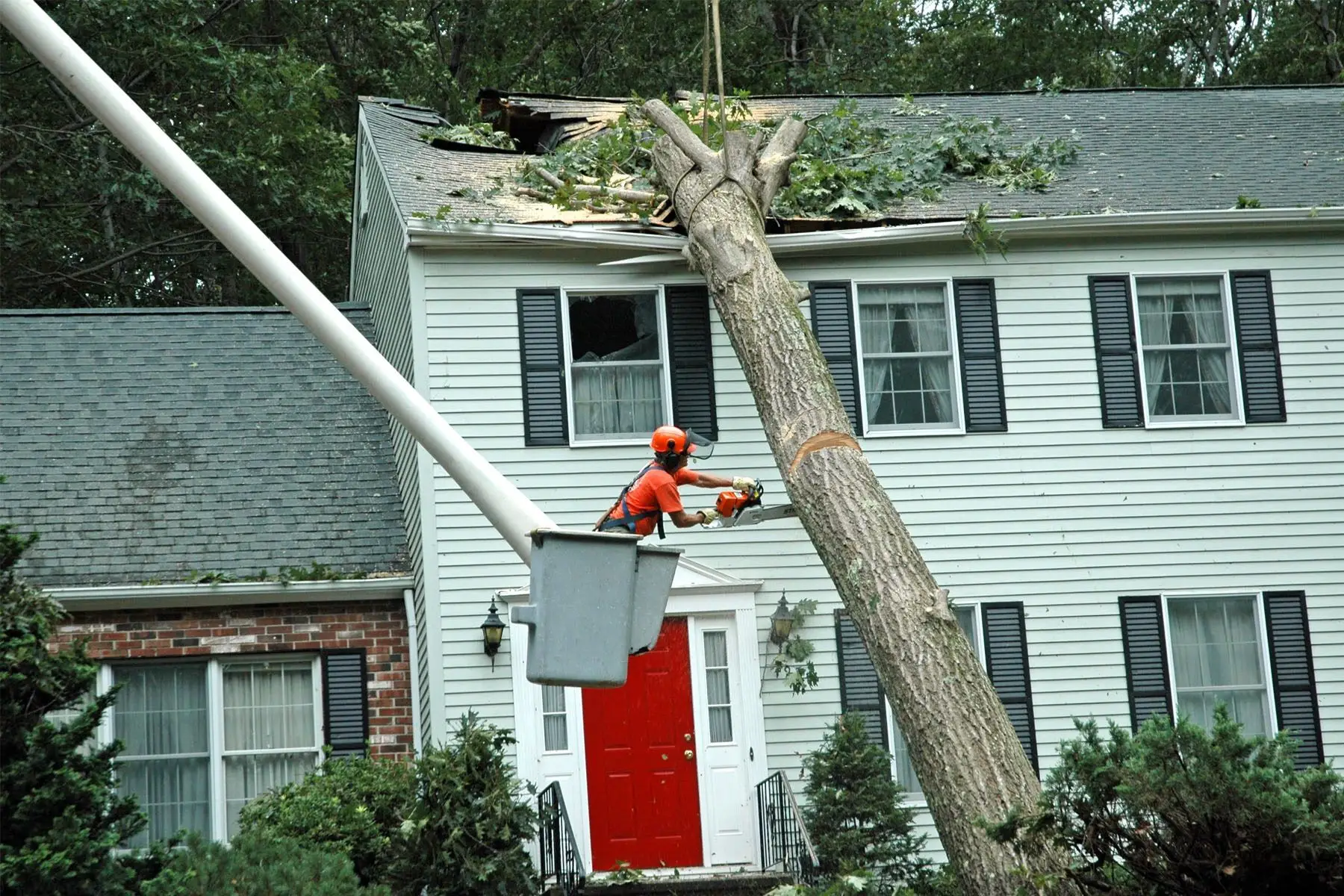 tree emergency