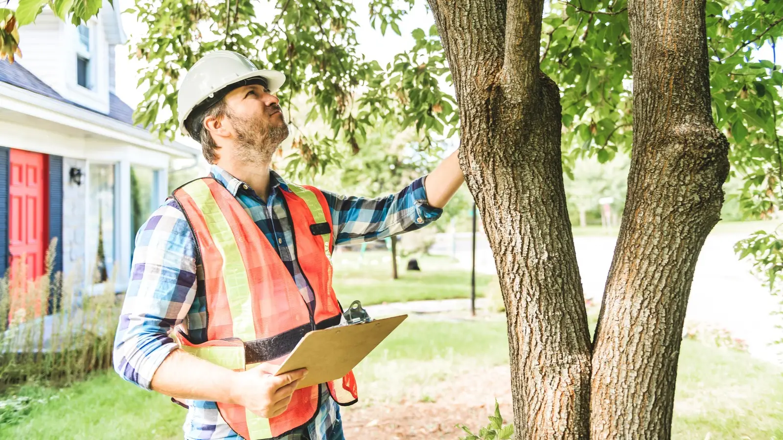 tree inspection