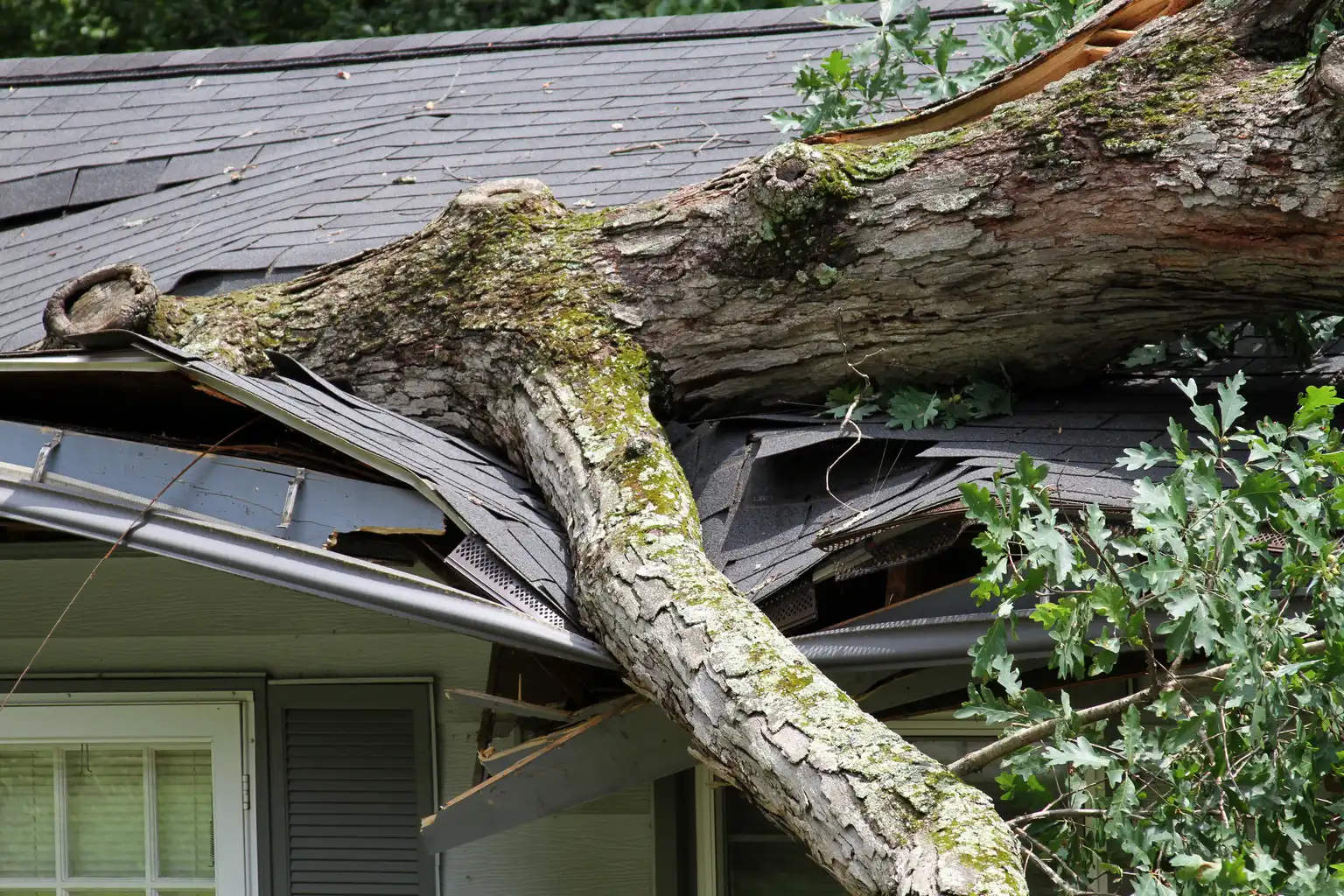 tree storm damage