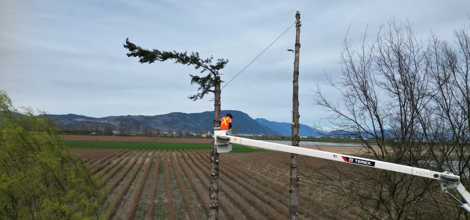 Tree removal in surrey, lower mainland