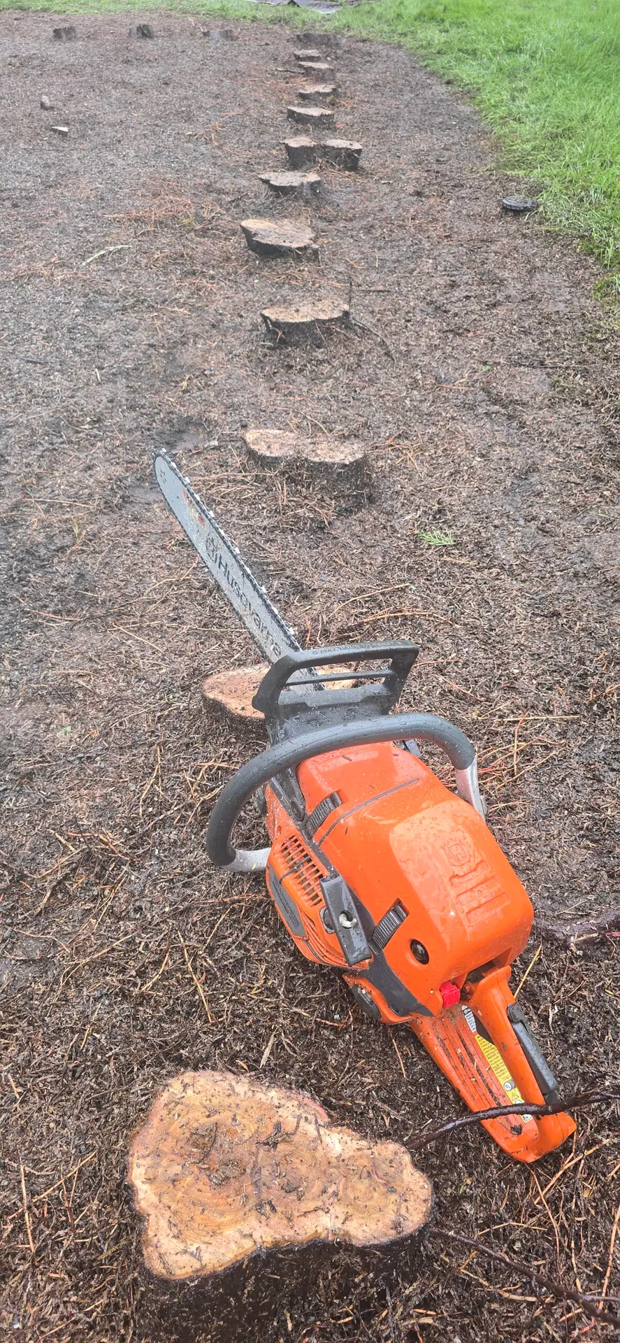 hedge removal