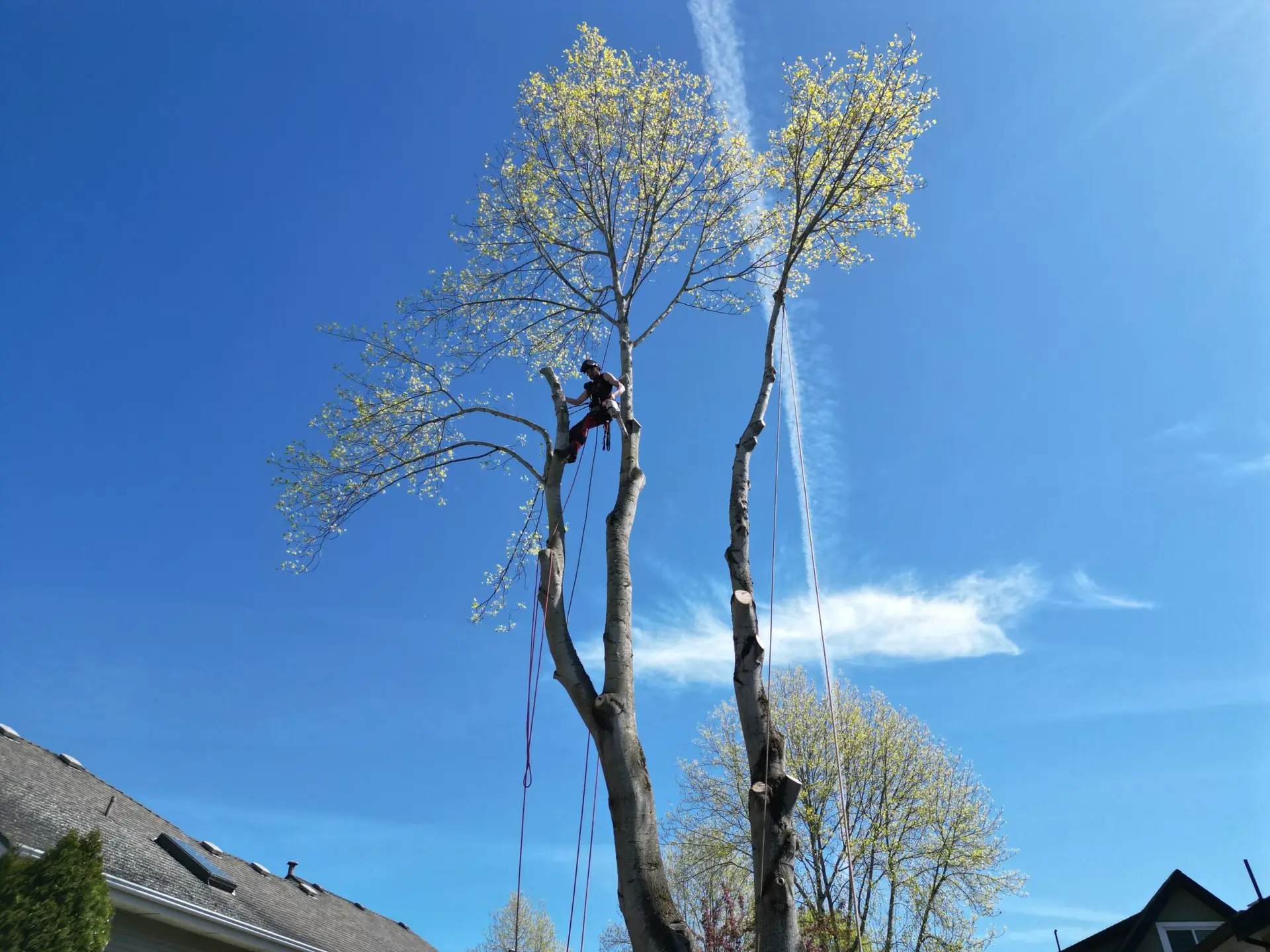 tree removal in richmond