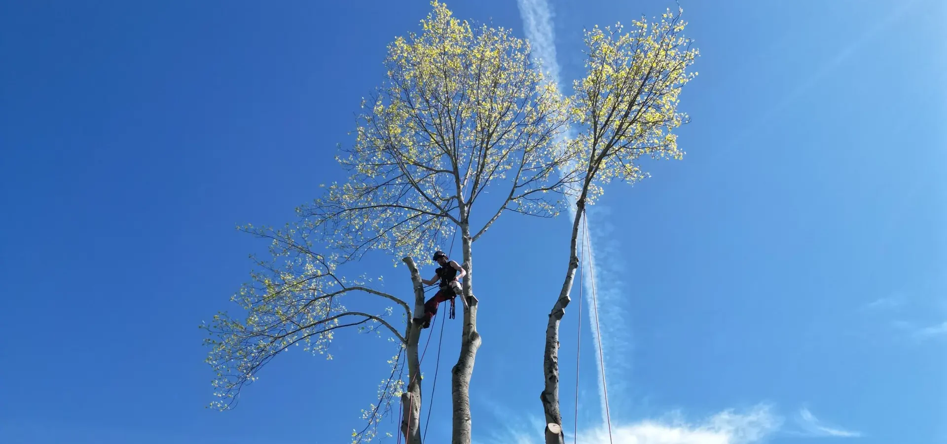 tree removal in richmond