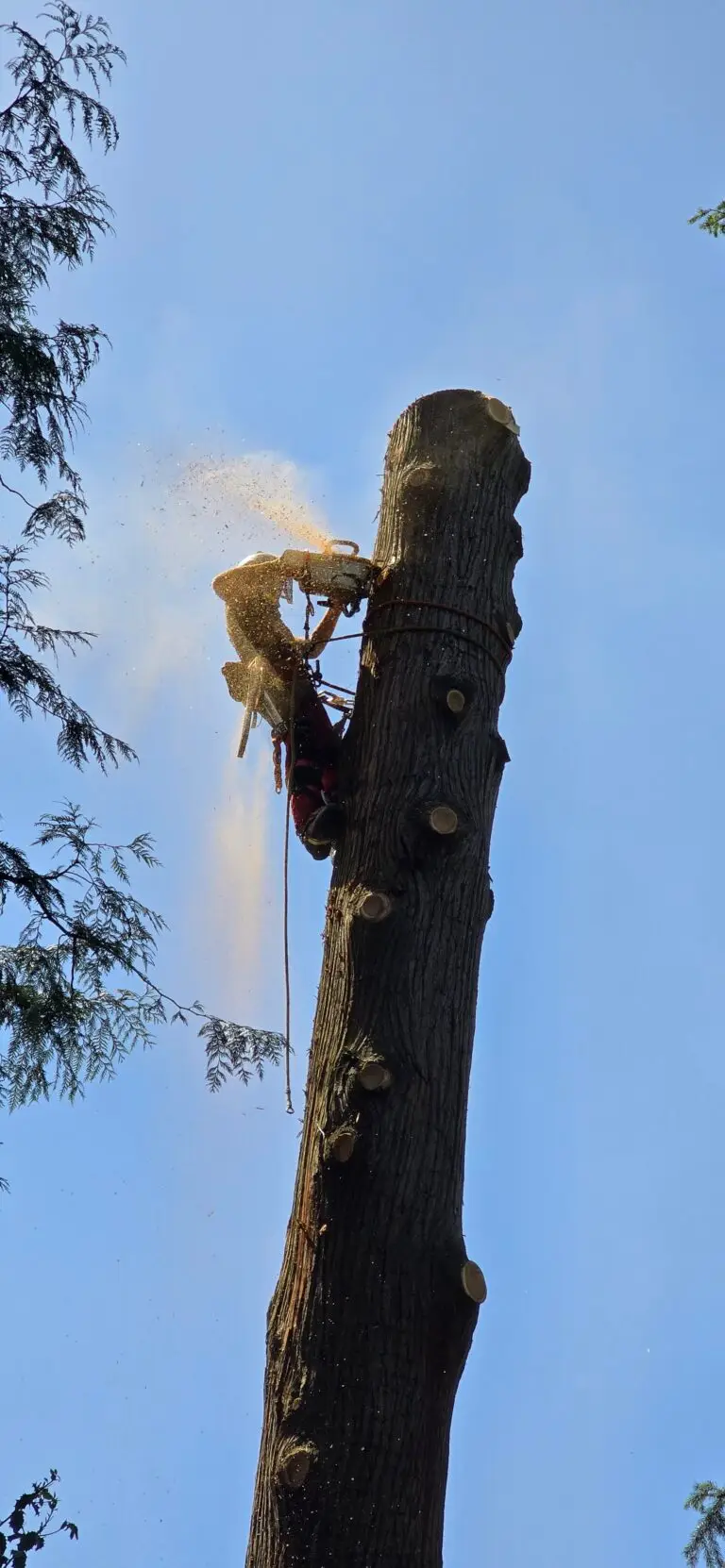 Professional tree removal service safely removing a tree from a residential property