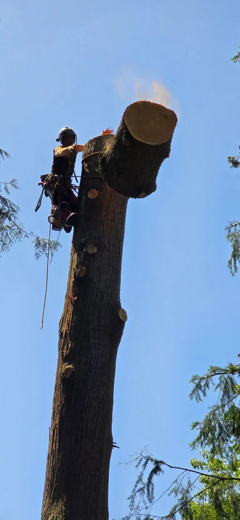 Arborist performing tree removal in Delta using professional equipment