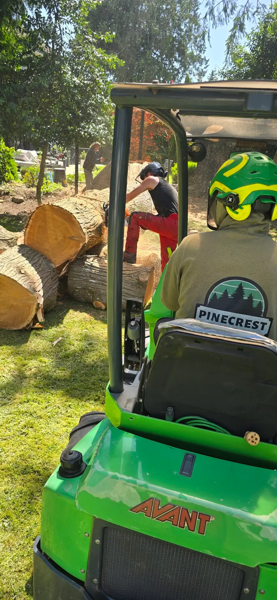 tree removal in richmond