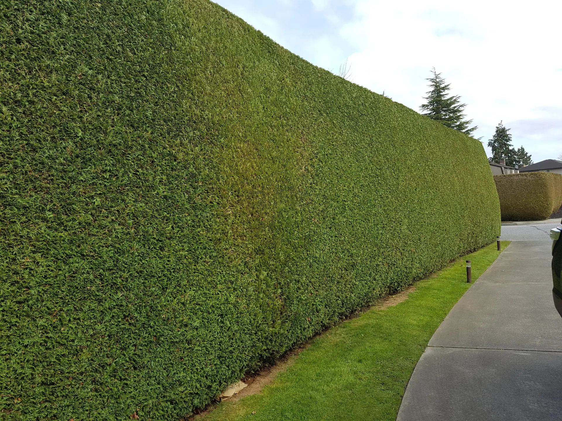 hedge trimming in tsawwassen