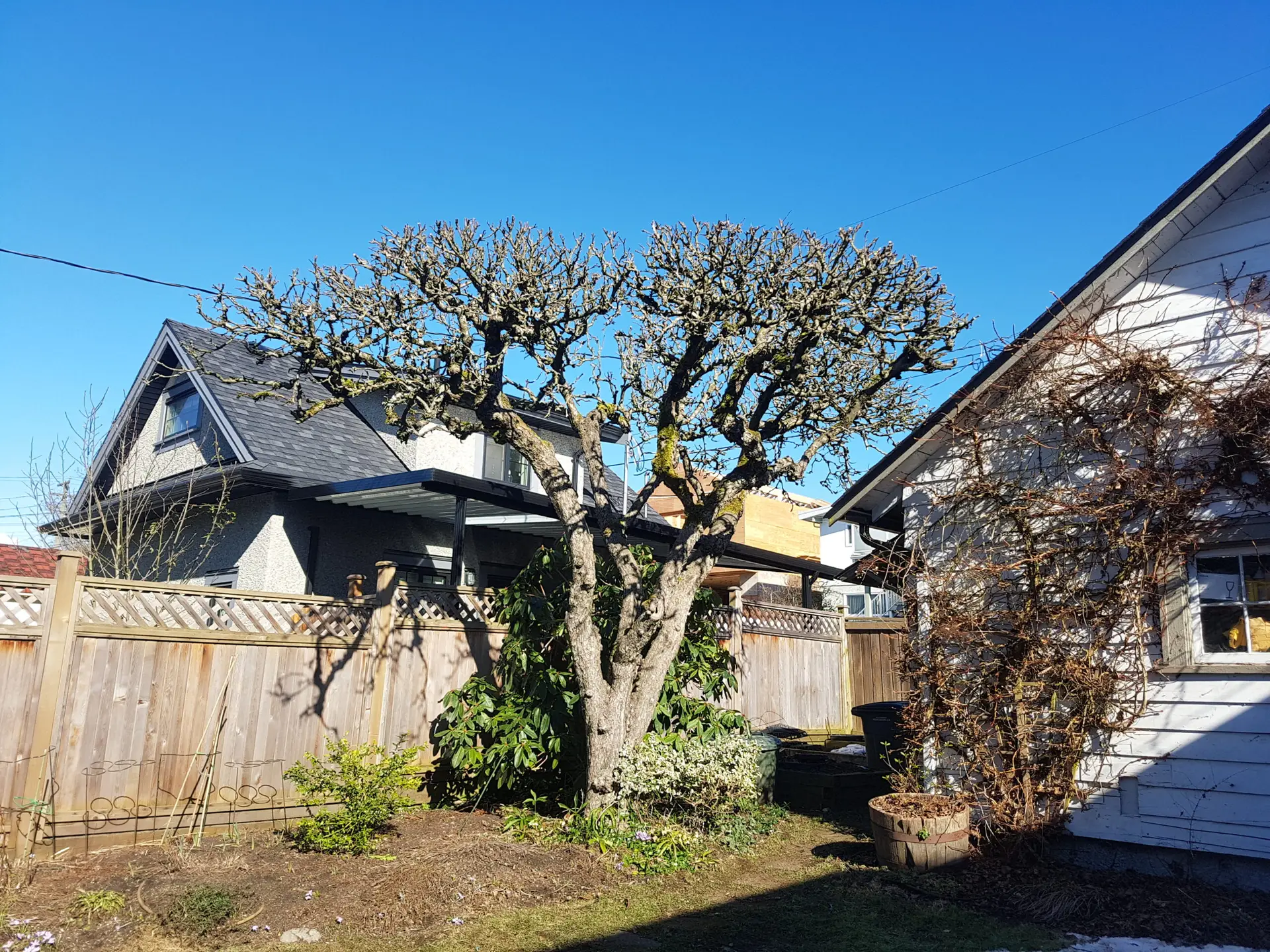 Fruit tree pruning