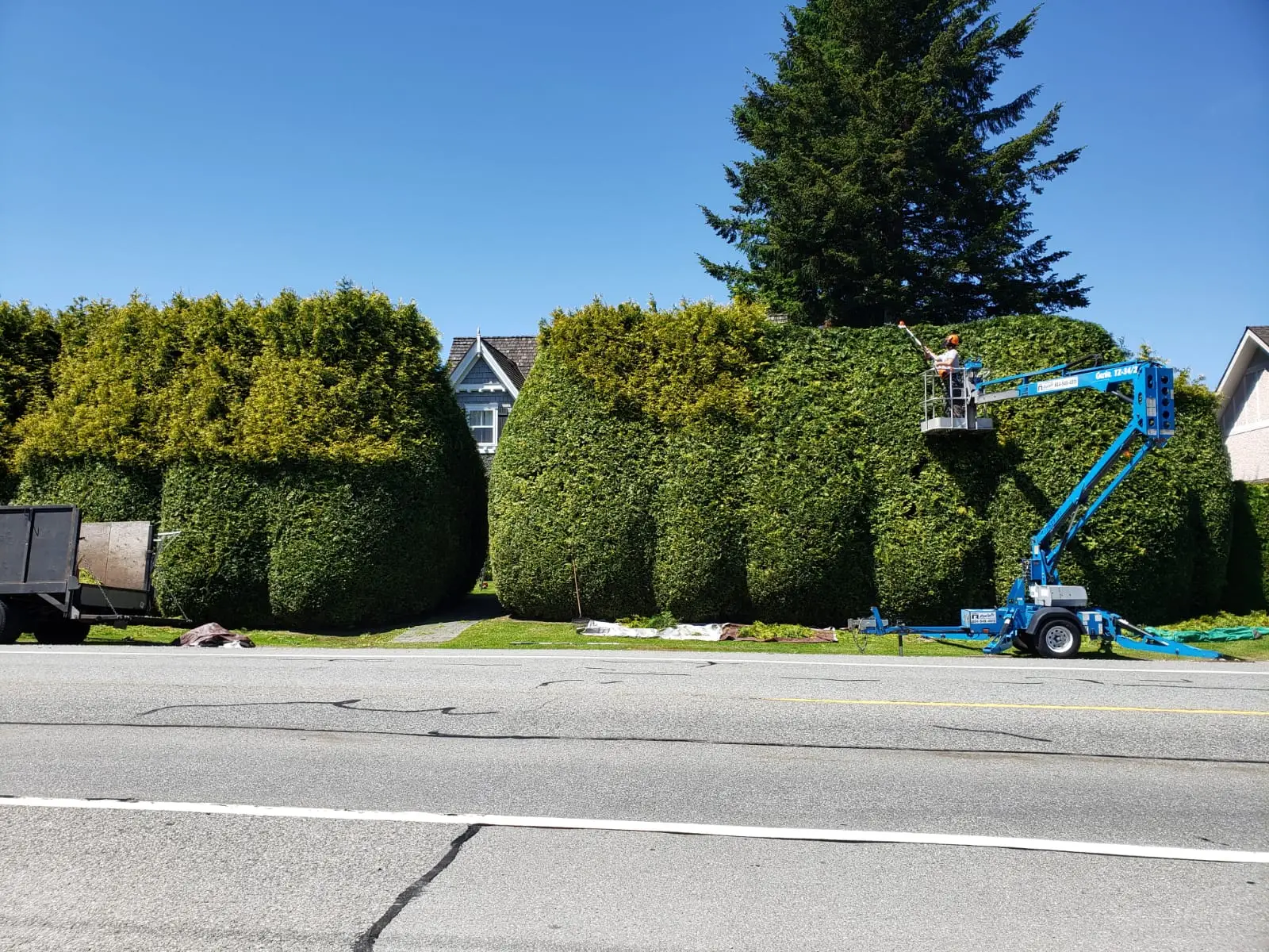 hedge restoration