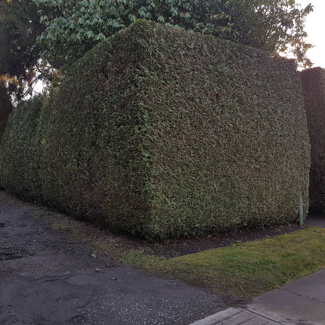 hedge trimming