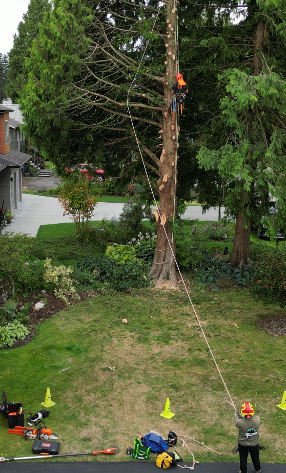tree removal tsawwassen